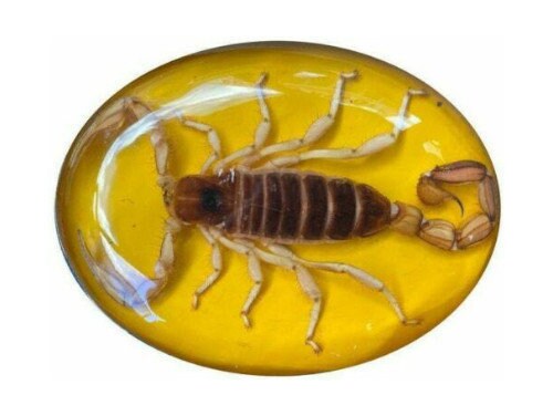 Mexican Scorpion Belt Buckle | Scorpions Store