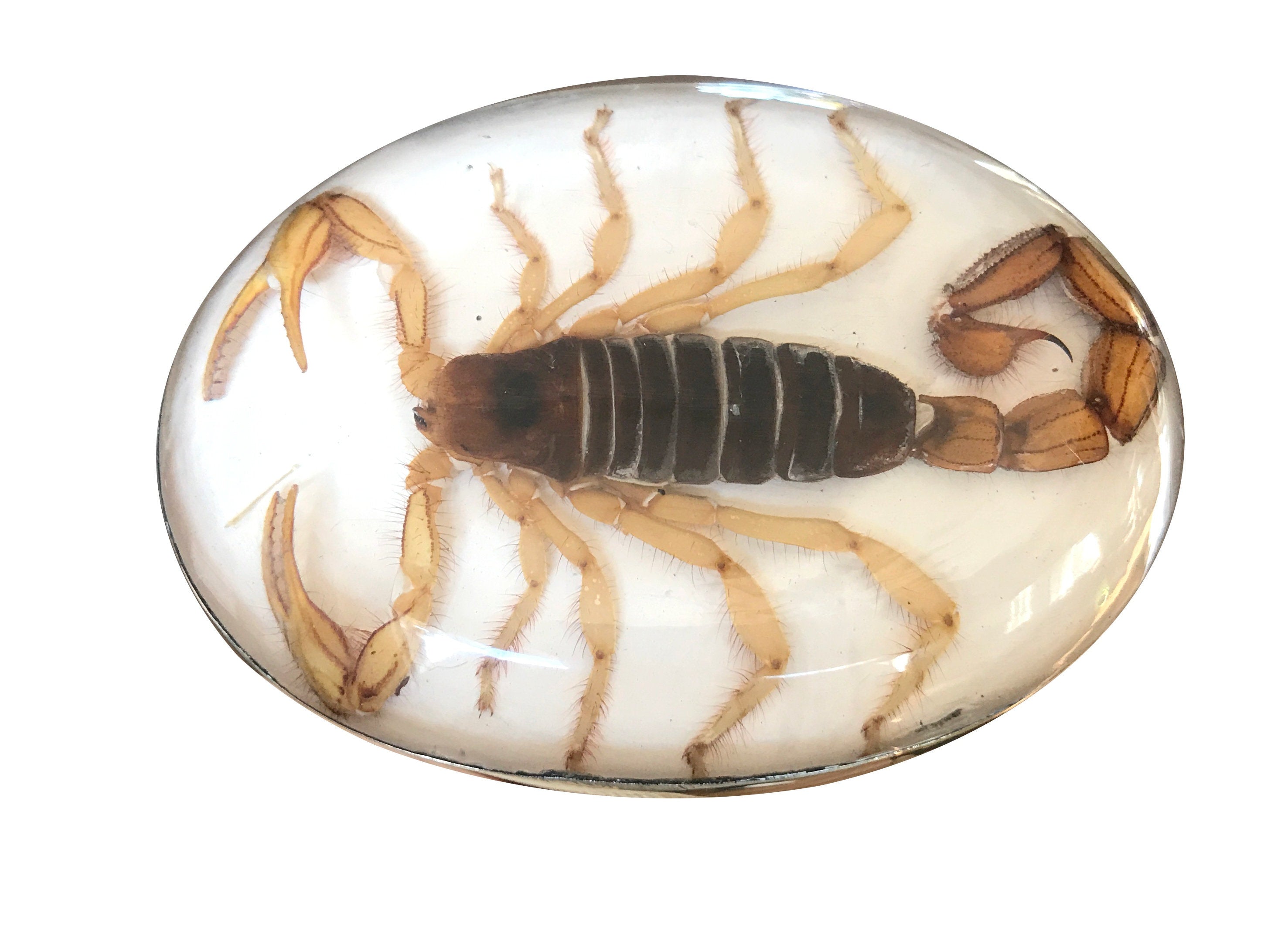 Real Scorpion Belt Buckle - White