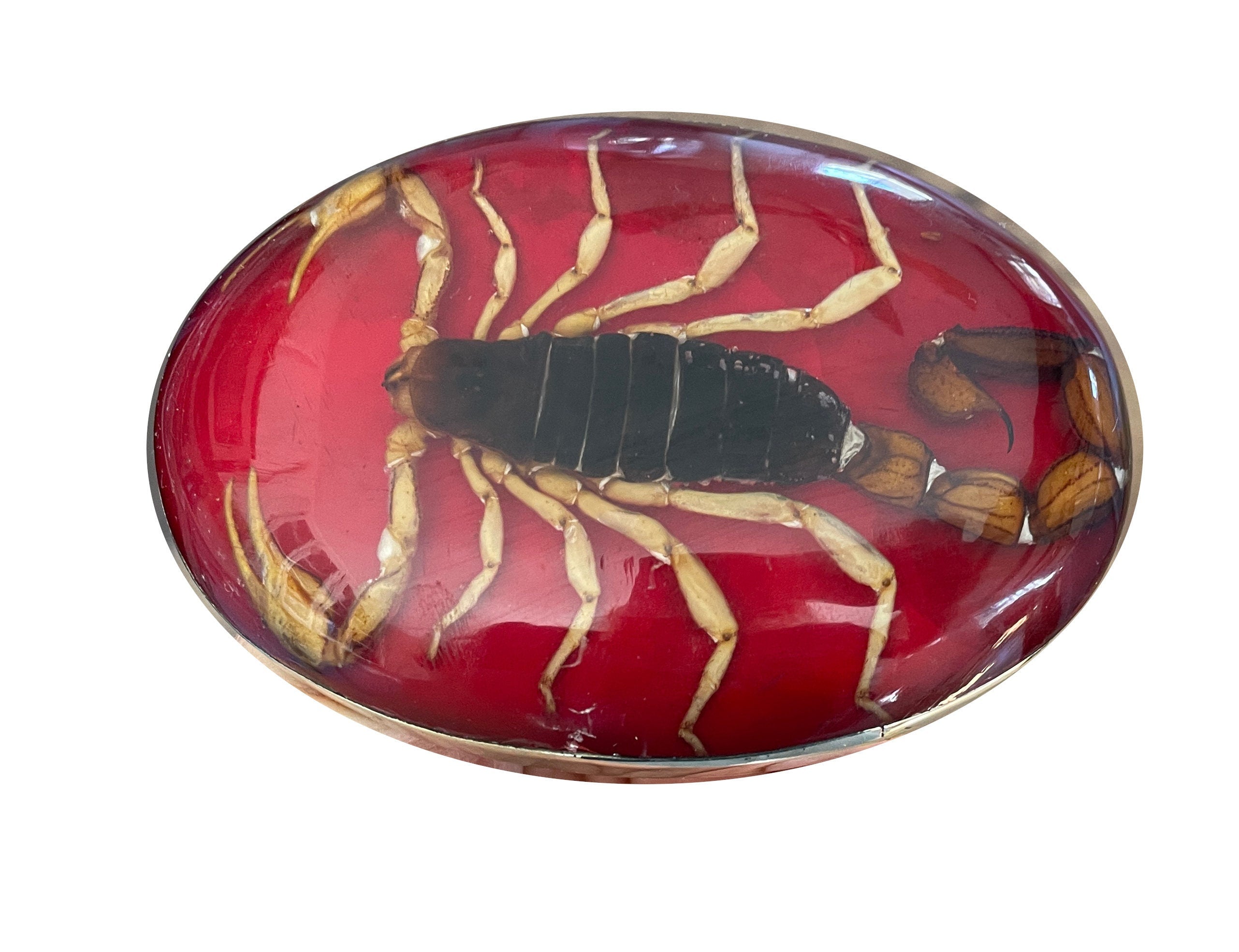 Real Scorpion Belt Buckle - Red