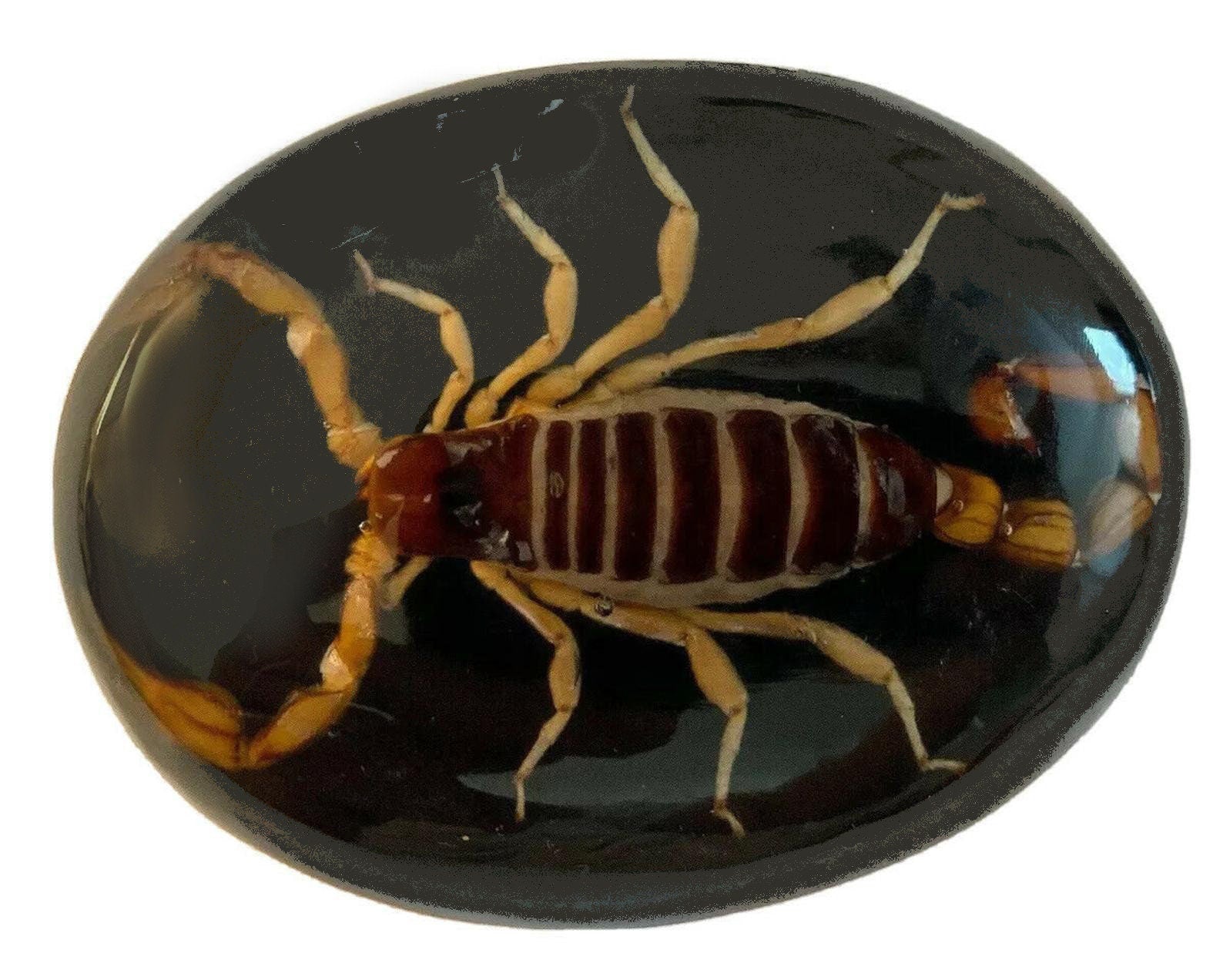 Real Encased Scorpion Belt Buckle